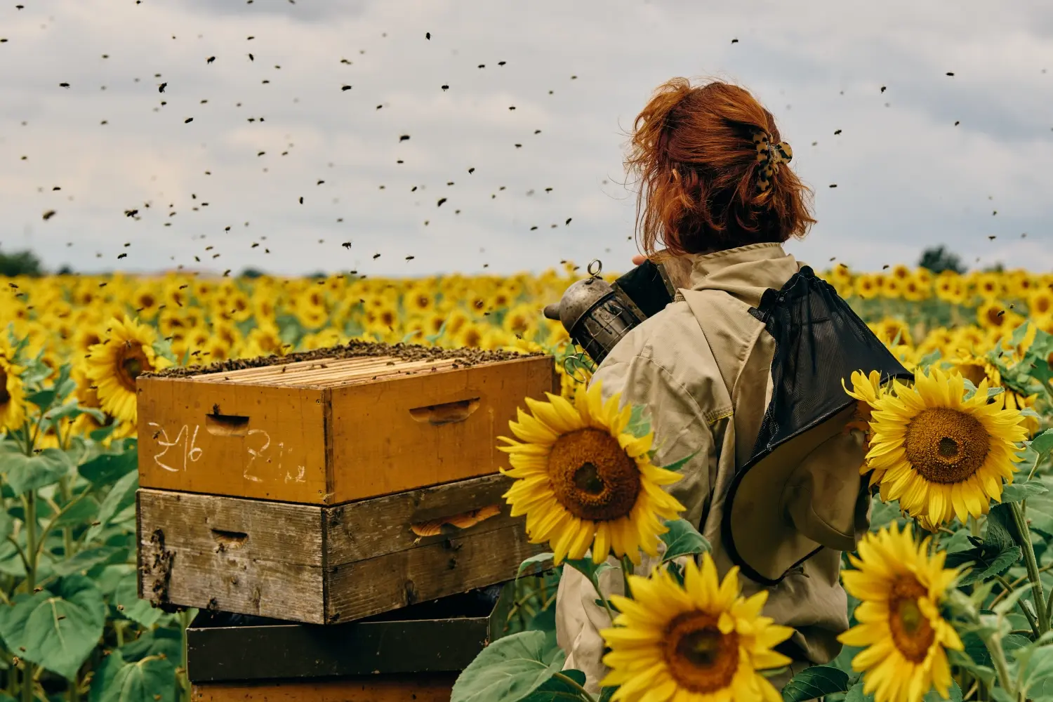 Imkerin steht im Sonnenblumenfeld bei ihrem Bienenstock