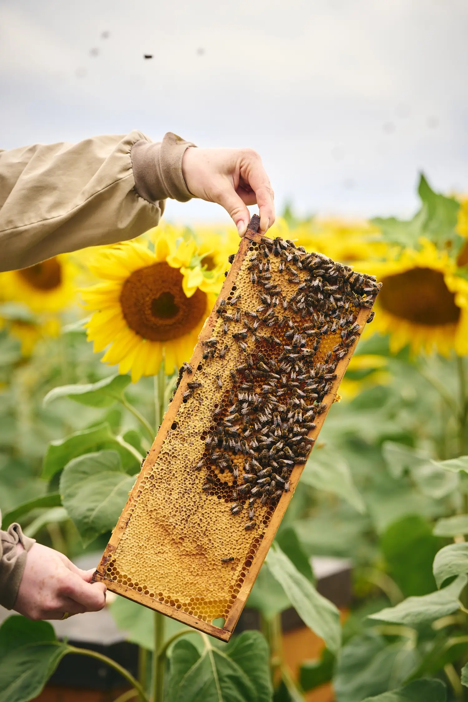 gesundes Bienenvolk auf einer Wabe