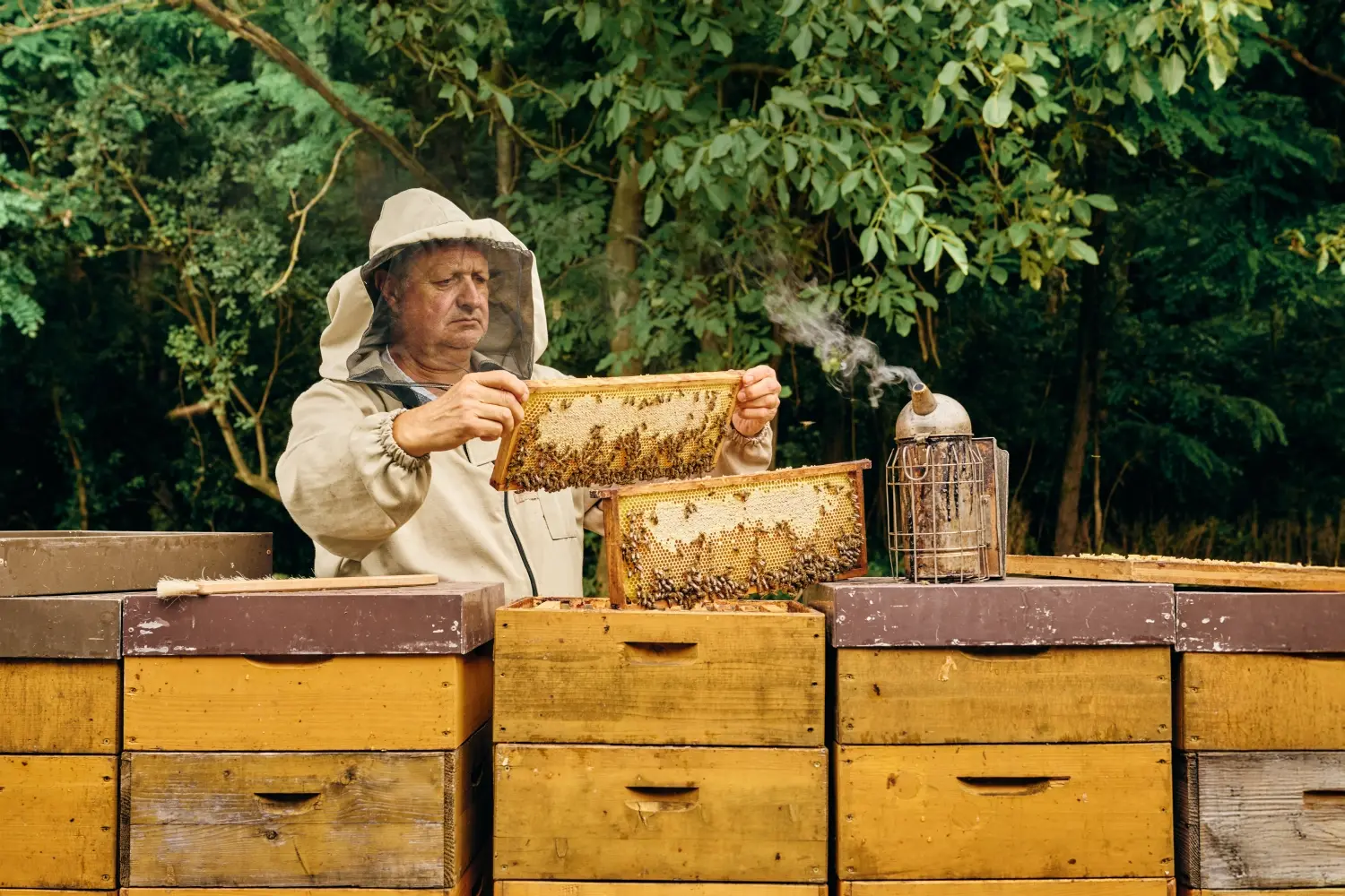 Imker holt Waben aus dem Stock und begutachtet sie
