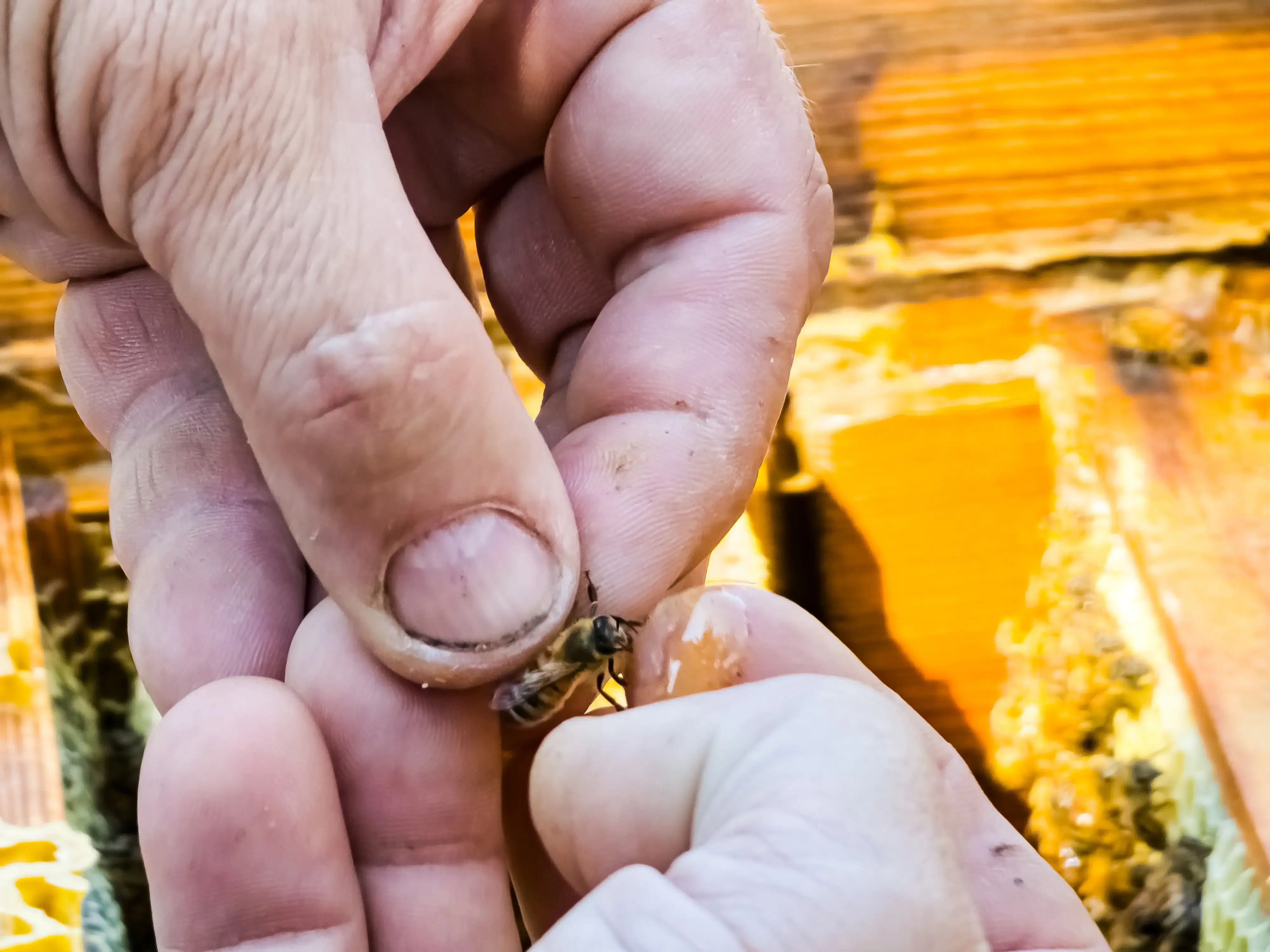 Biene wird zwischen zwei Händen gehalten