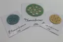 Blumentrenner 