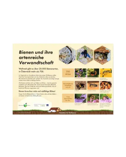 Bienenlehrpfad-Poster einzeln A3