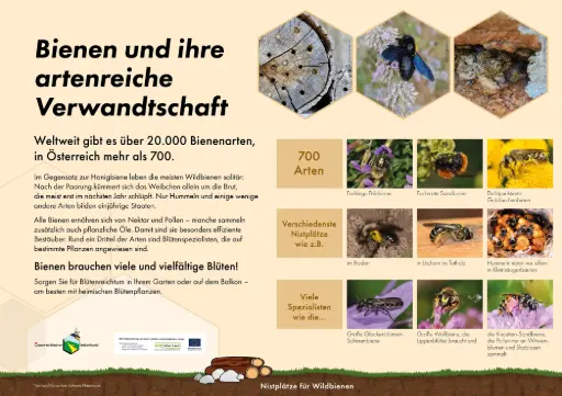 Bienenlehrpfad-Poster einzeln A3